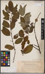 Foto von Salix caprea L.